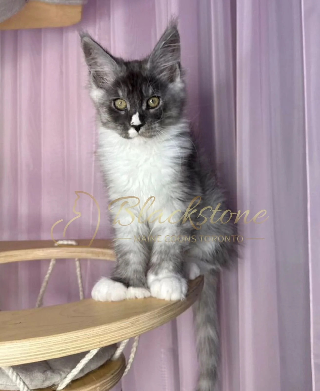 eZy Watermark_15-01-2026_04-42-41-1330PM.JPG