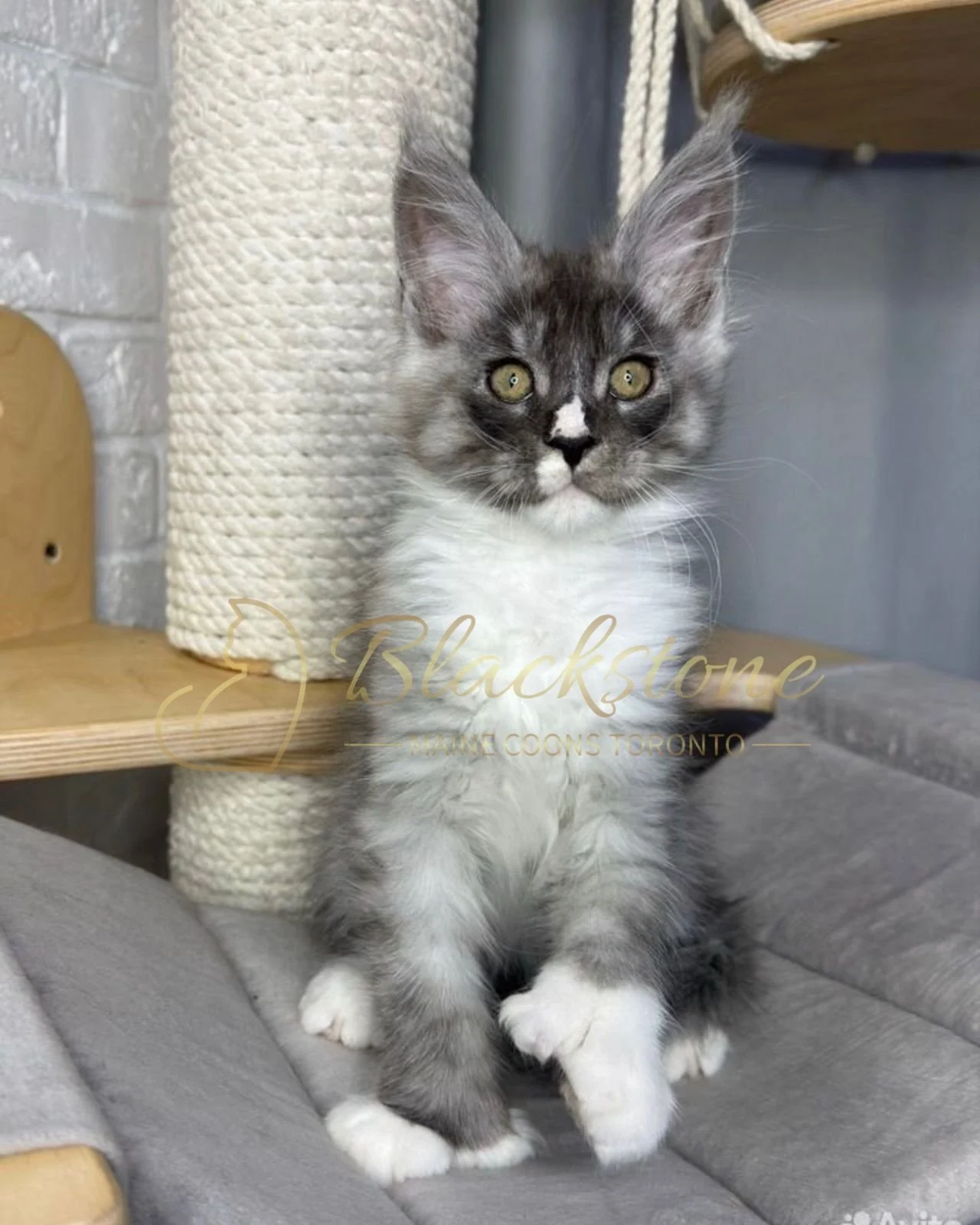 eZy Watermark_15-01-2026_04-42-41-2230PM.JPG