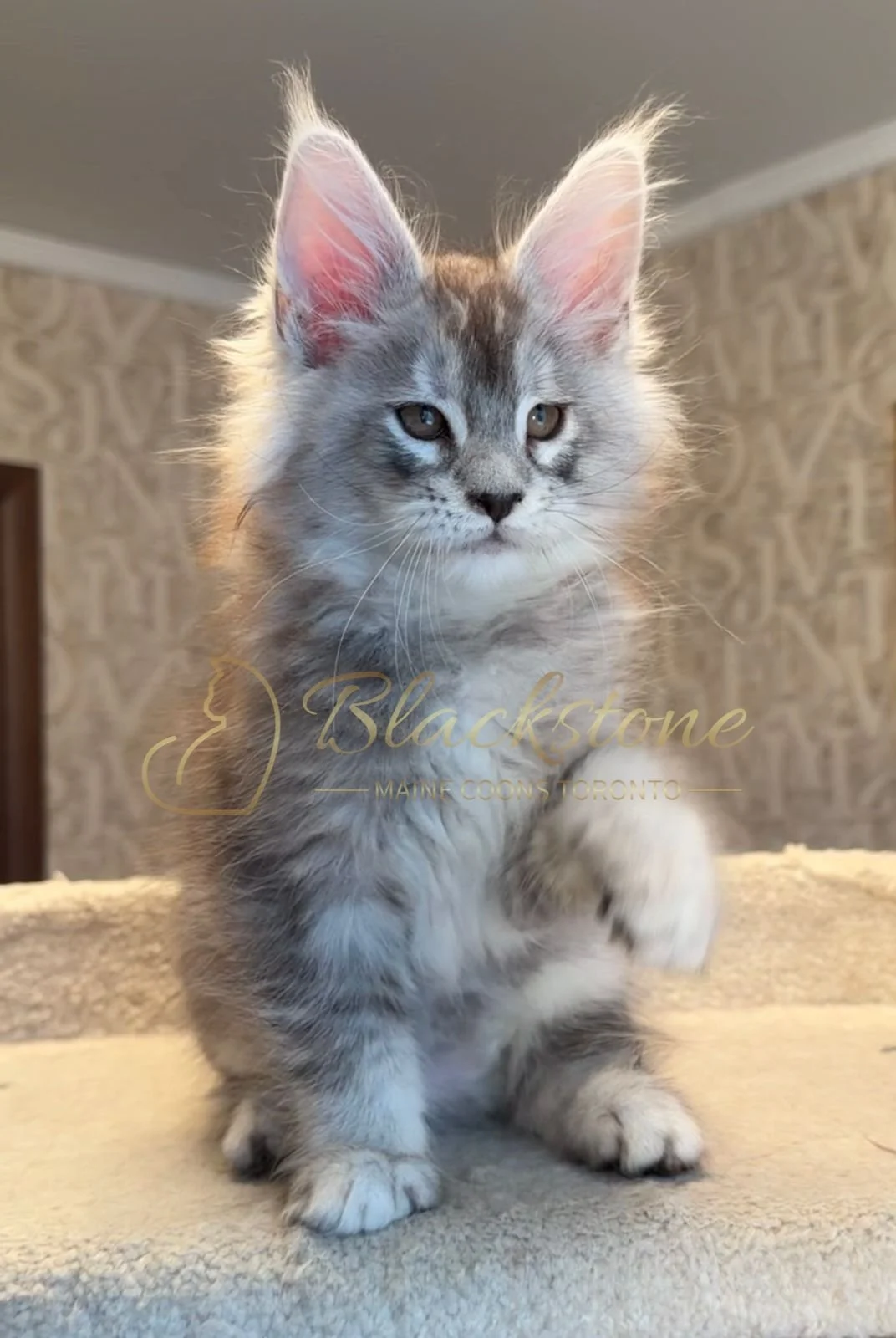 eZy Watermark_15-01-2026_01-20-10-0900PM.JPG