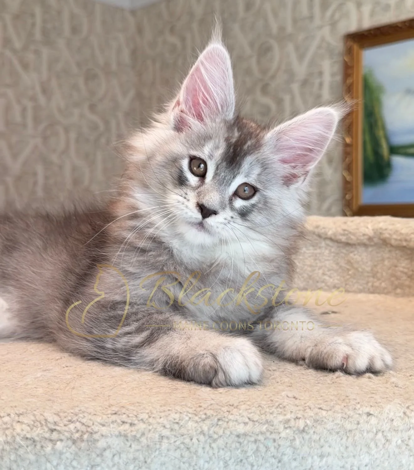 eZy Watermark_15-01-2026_01-20-09-9430PM.JPG