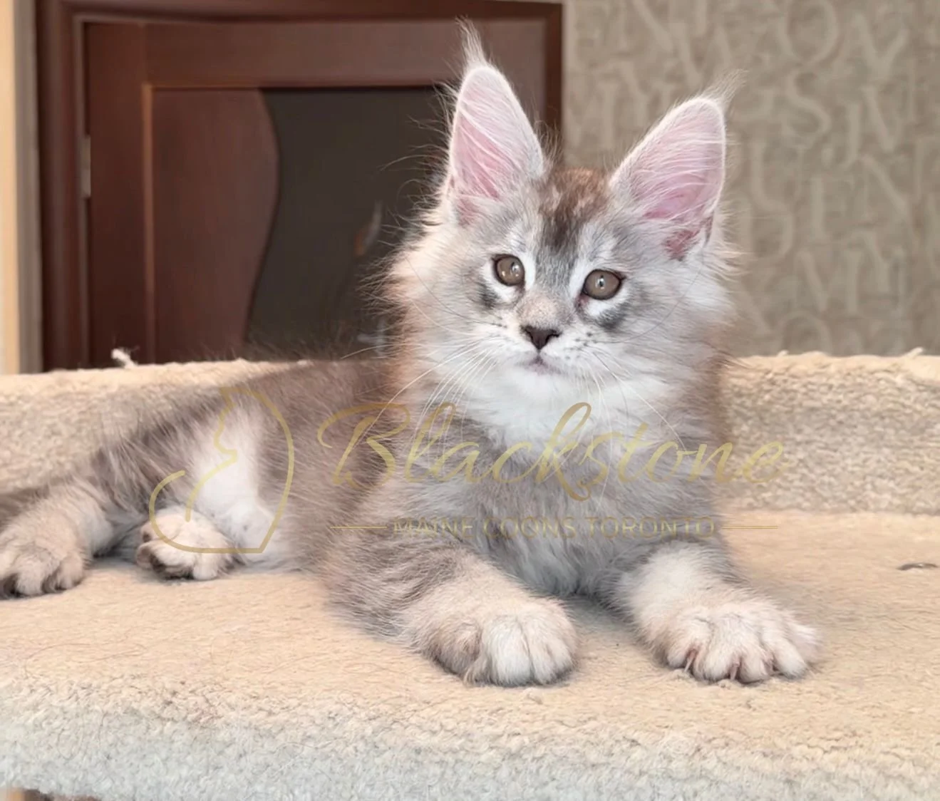 eZy Watermark_15-01-2026_01-20-10-1750PM.JPG