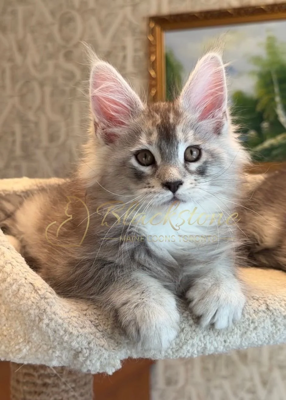 eZy Watermark_15-01-2026_01-20-10-7300PM.JPG