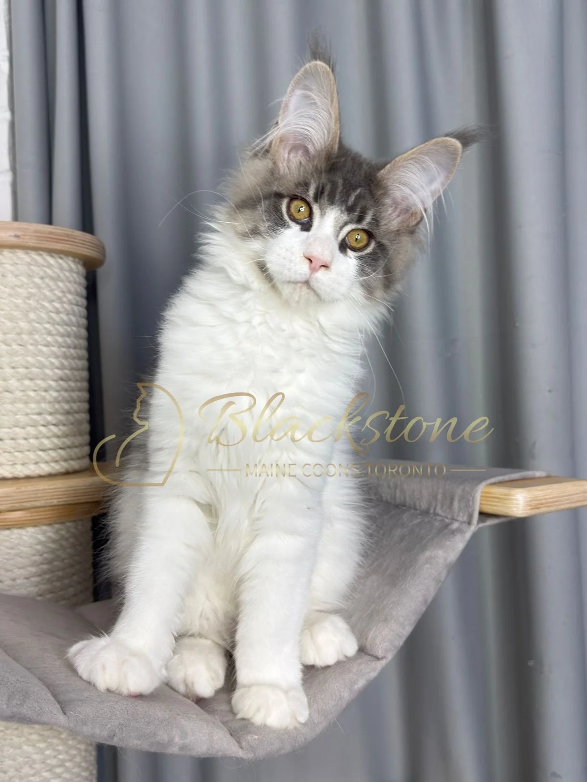 eZy Watermark_08-02-2026_11-10-46-1550AM.JPG