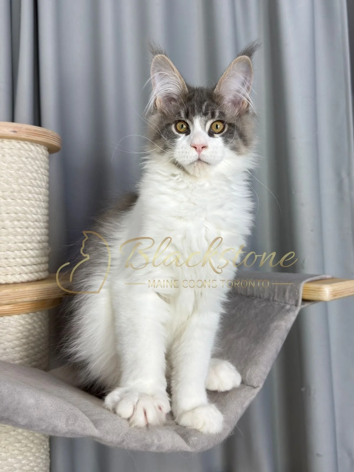 eZy Watermark_08-02-2026_11-10-46-2610AM.JPG