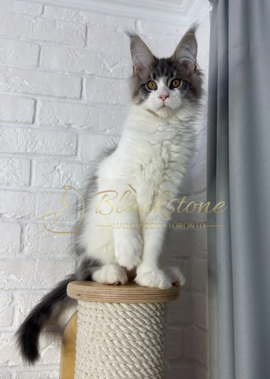 eZy Watermark_08-02-2026_11-10-46-4290AM.JPG