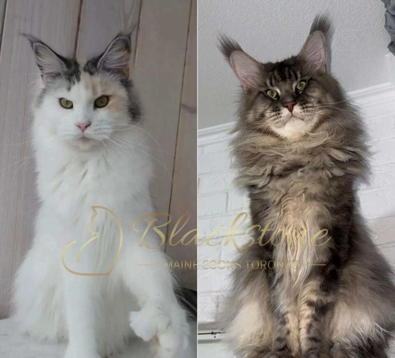 eZy Watermark_08-02-2026_11-53-33-7920AM.JPG