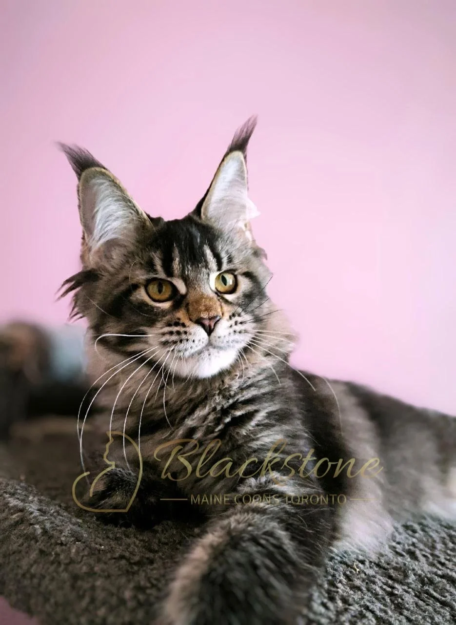 eZy Watermark_28-01-2026_11-14-45-0620AM.JPG