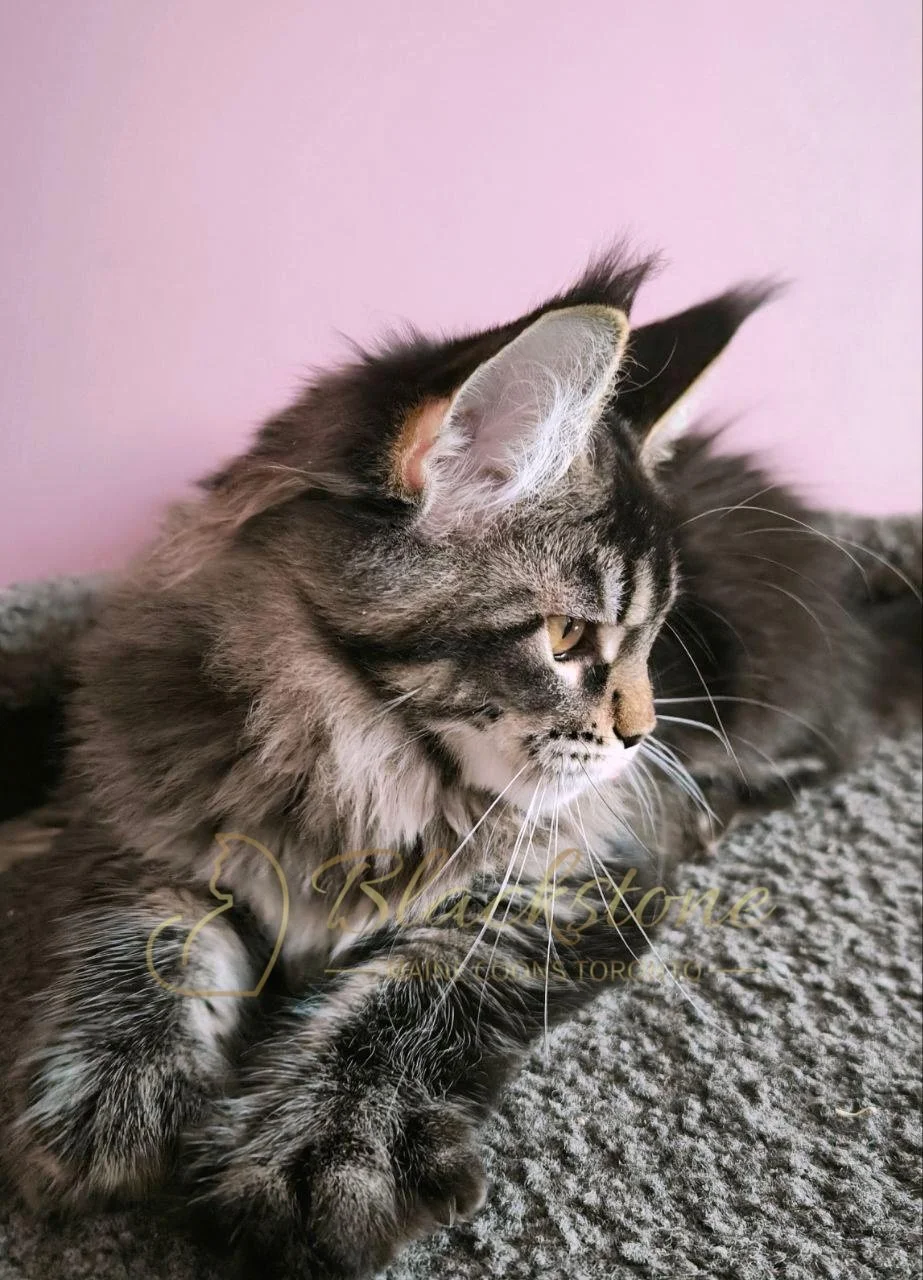 eZy Watermark_28-01-2026_11-14-44-9150AM.JPG