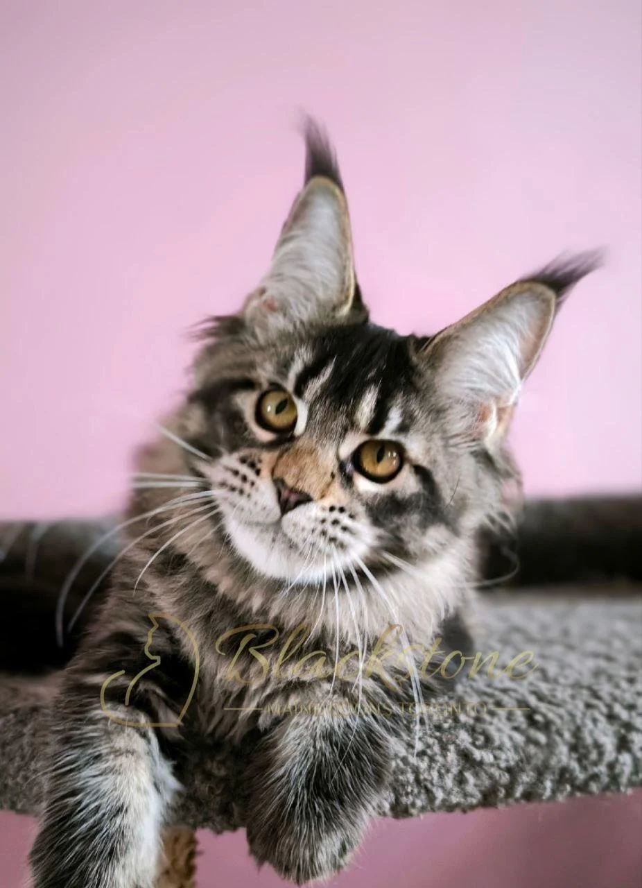 eZy Watermark_28-01-2026_11-14-45-1750AM.JPG