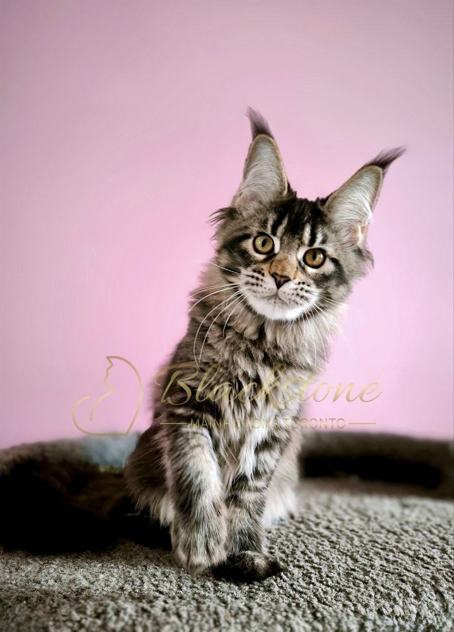 eZy Watermark_28-01-2026_11-14-45-2470AM.jpg