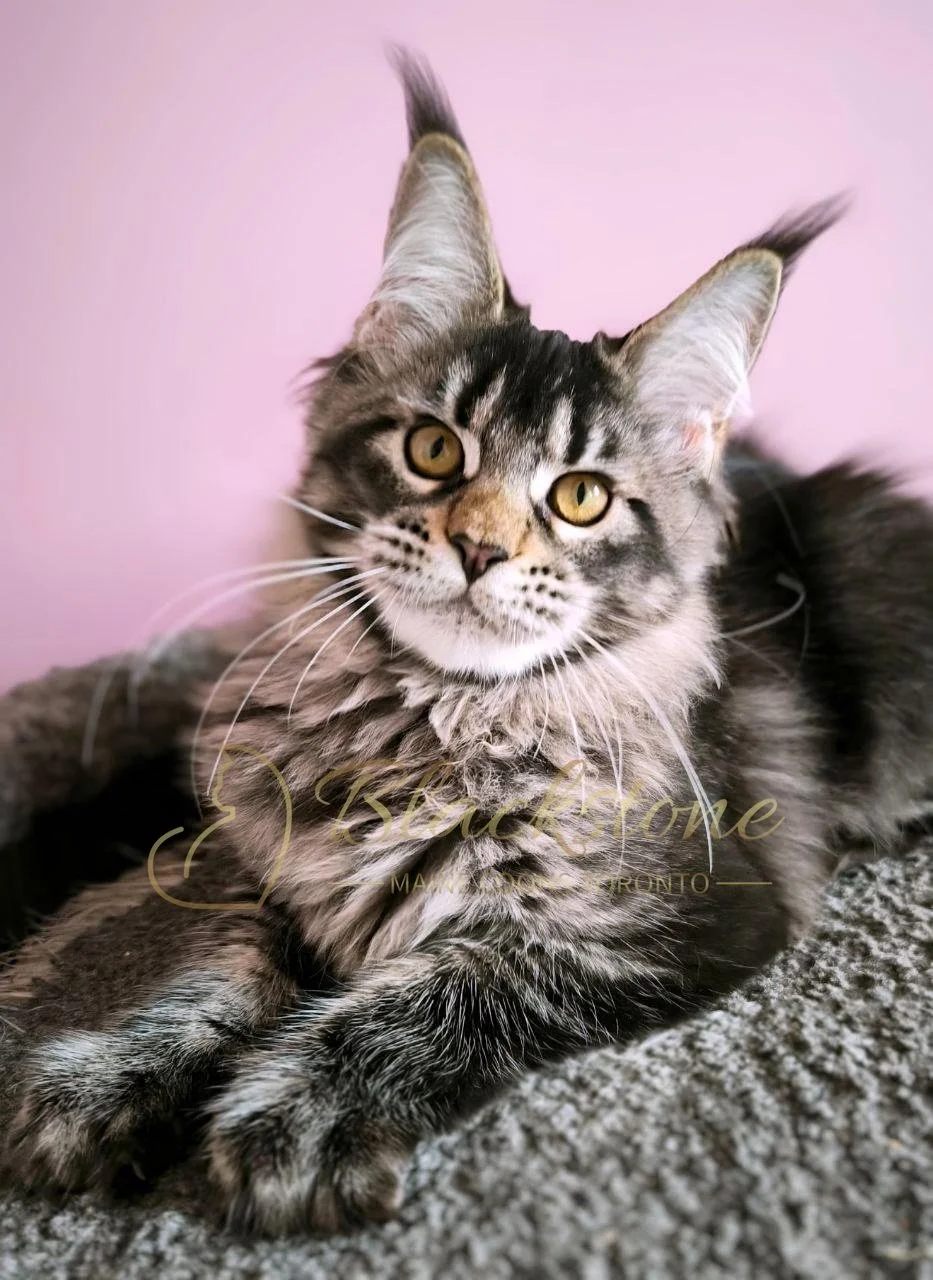 eZy Watermark_28-01-2026_11-14-45-3220AM.JPG