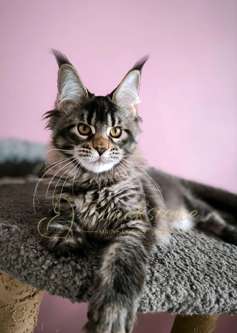 eZy Watermark_28-01-2026_11-14-45-3970AM.JPG