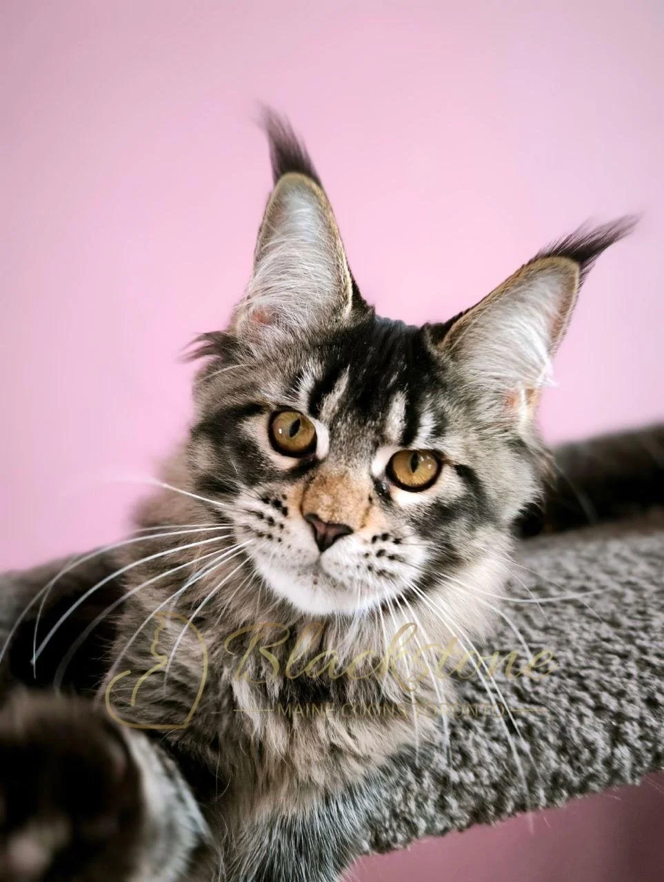 eZy Watermark_28-01-2026_11-14-45-5540AM.JPG