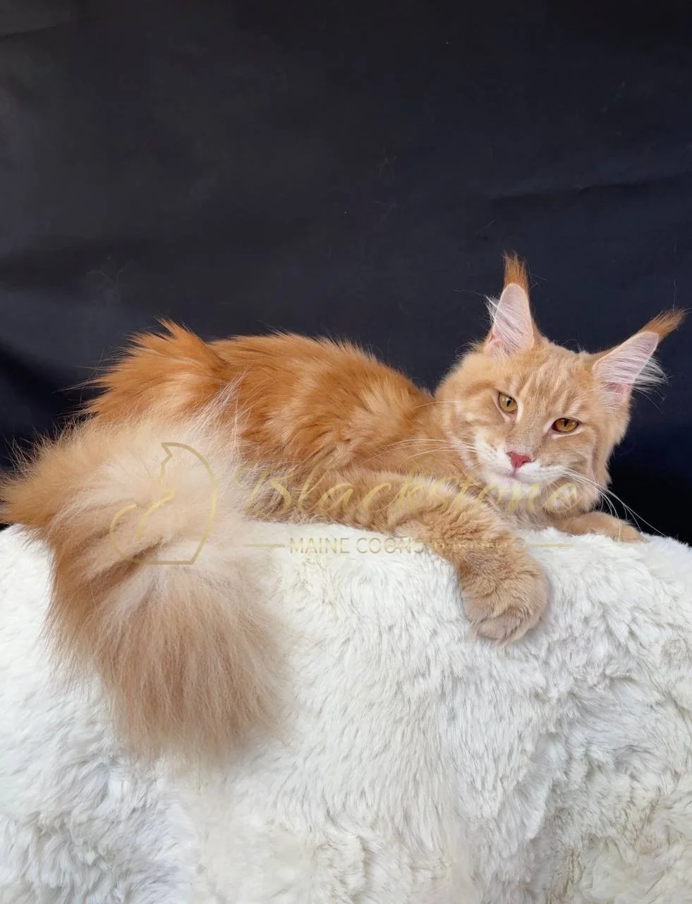 eZy Watermark_27-03-2026_12-26-35-3350PM.JPG