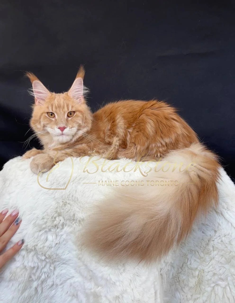 eZy Watermark_27-03-2026_12-26-35-4710PM.JPG