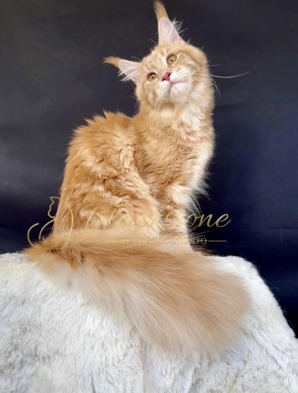 eZy Watermark_27-03-2026_12-26-35-5480PM.jpg