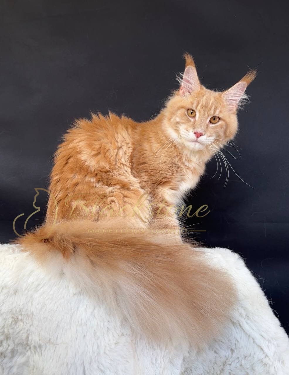 eZy Watermark_27-03-2026_12-26-35-6180PM.JPG