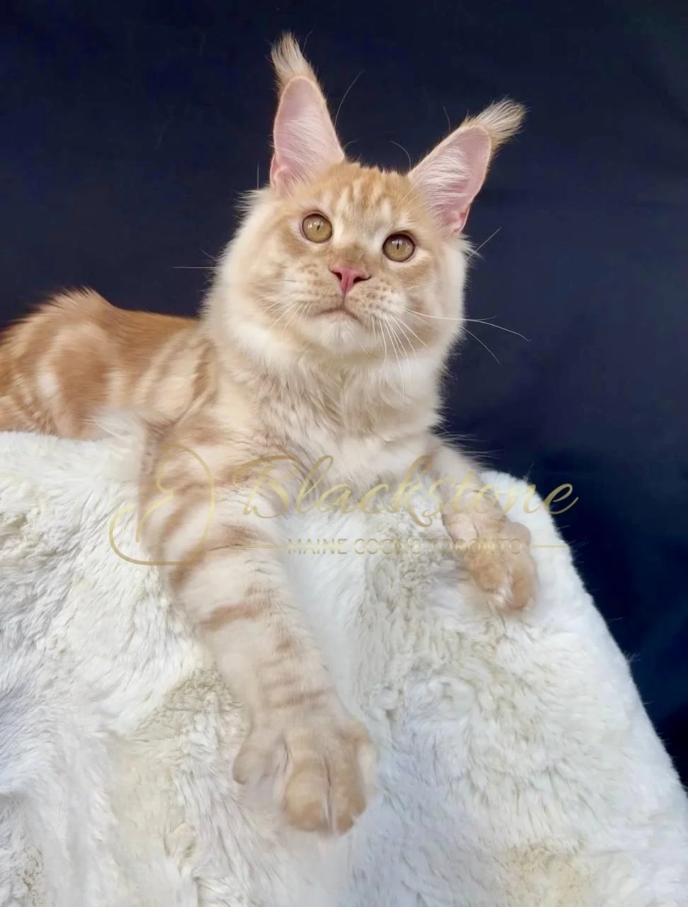 eZy Watermark_27-03-2026_12-17-28-6110PM.jpg