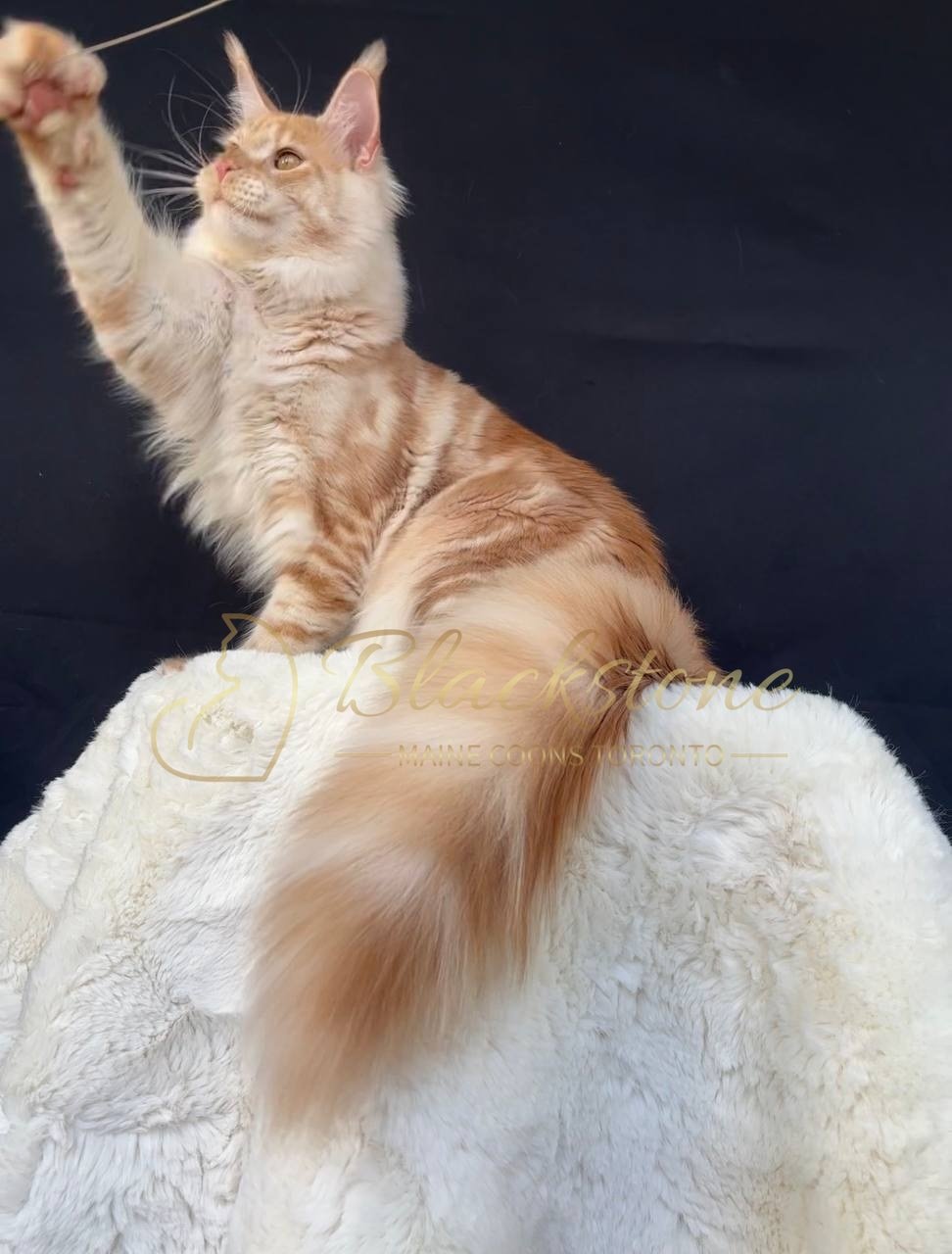 eZy Watermark_27-03-2026_12-17-28-7010PM.JPG