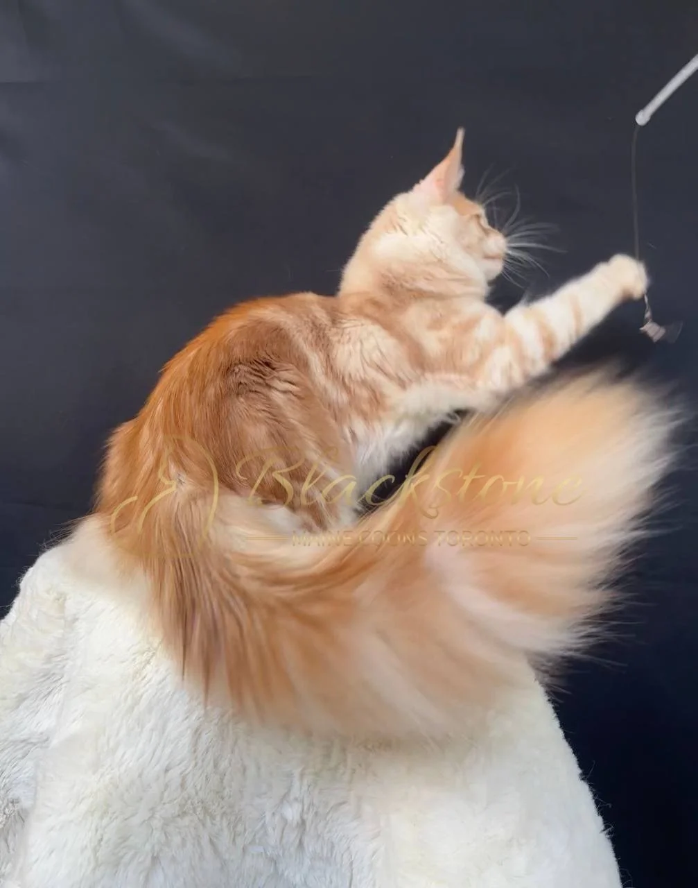 eZy Watermark_27-03-2026_12-17-28-7720PM.JPG