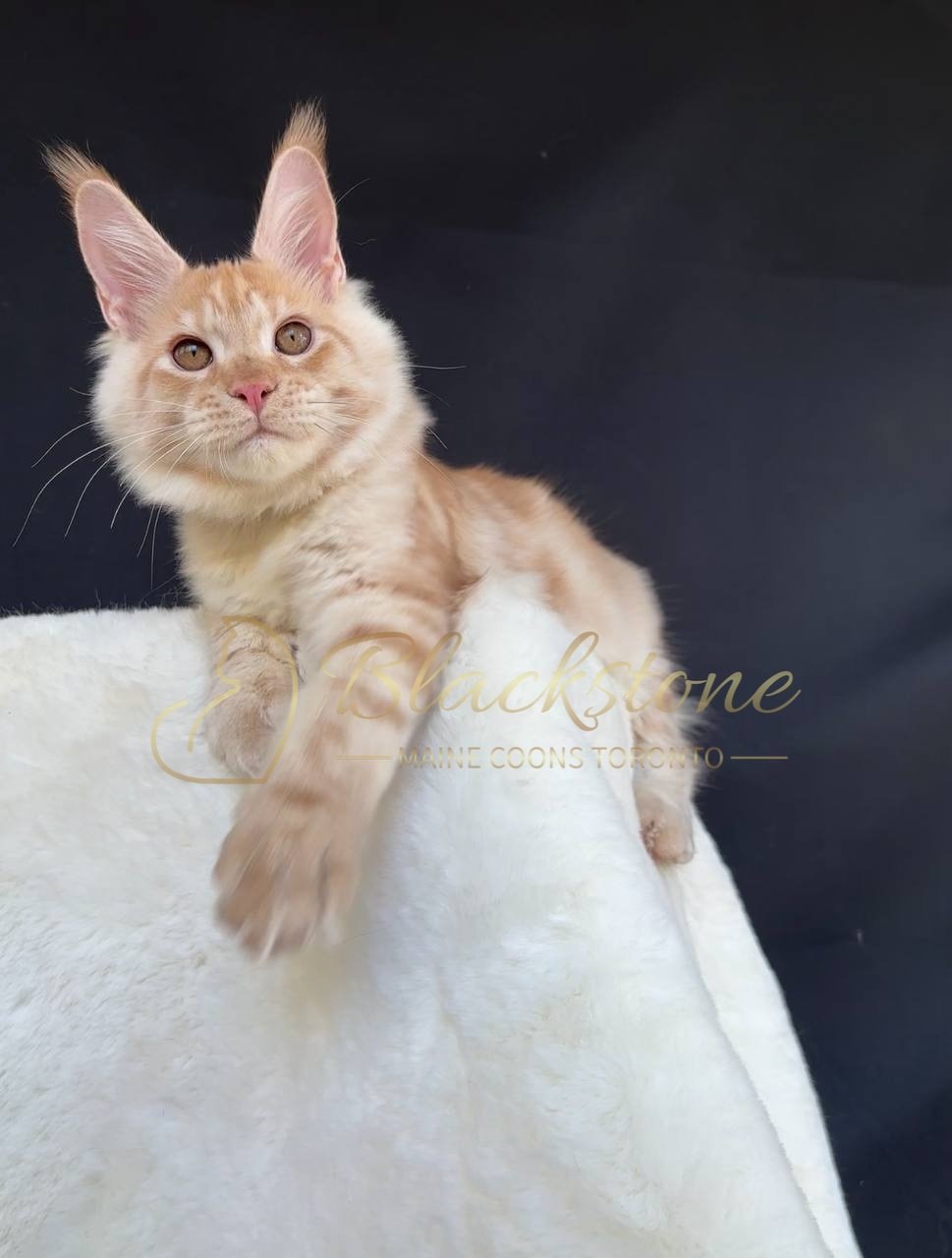 eZy Watermark_27-03-2026_12-17-28-9120PM.JPG