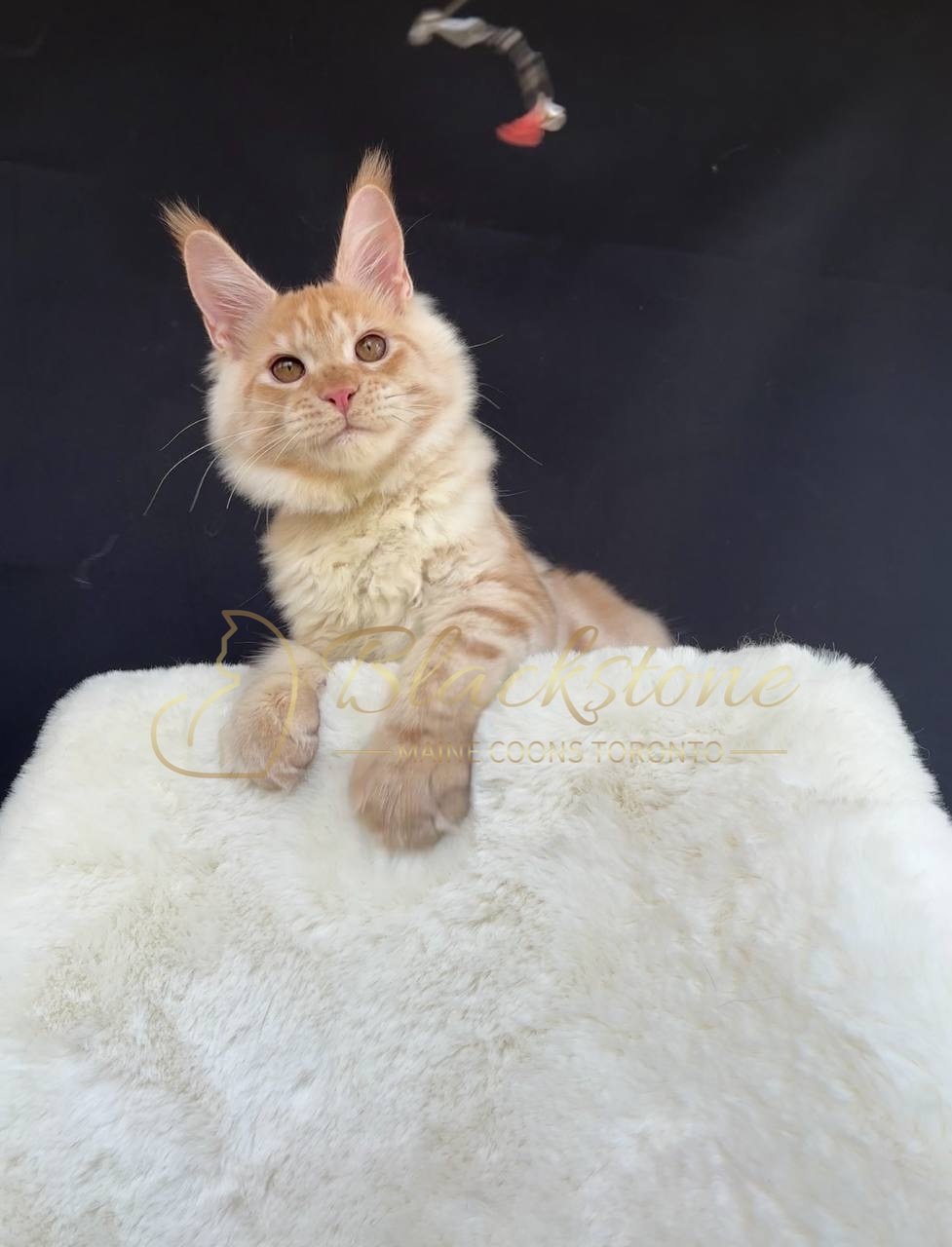 eZy Watermark_27-03-2026_12-17-28-9850PM.JPG