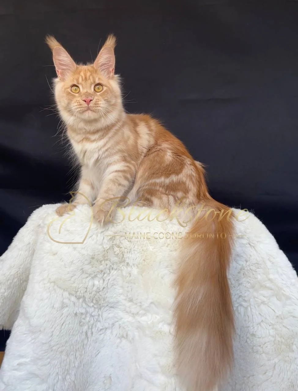 eZy Watermark_29-03-2026_05-45-31-1060PM.JPG