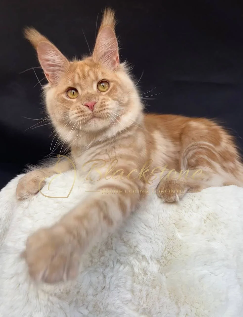 eZy Watermark_29-03-2026_05-45-31-1990PM.JPG