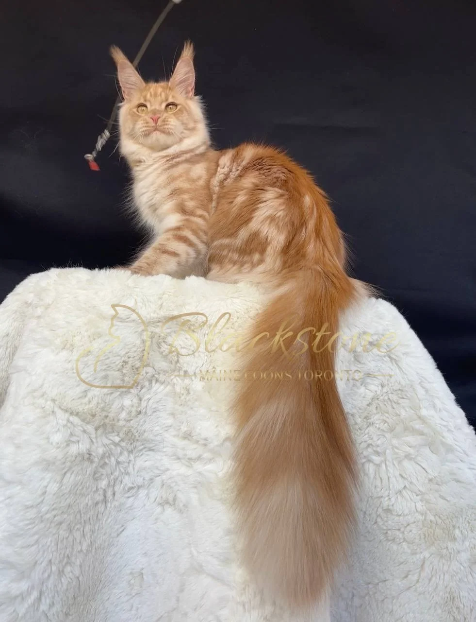 eZy Watermark_29-03-2026_05-45-31-4970PM.JPG