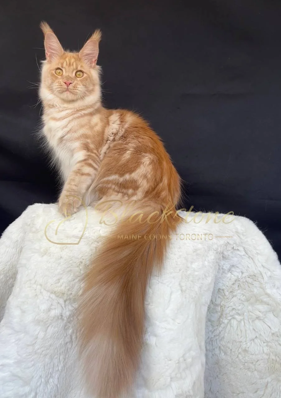 eZy Watermark_29-03-2026_05-45-31-5820PM.JPG