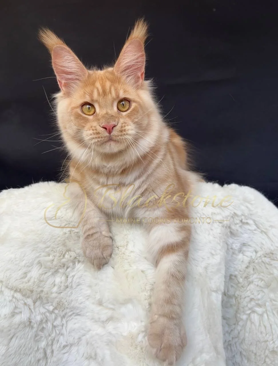 eZy Watermark_29-03-2026_05-45-31-6570PM.JPG