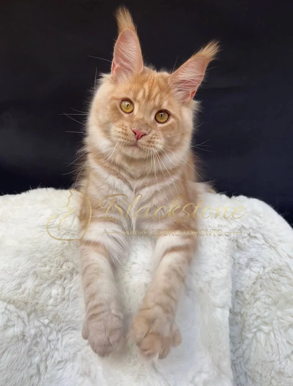 eZy Watermark_29-03-2026_05-45-31-7330PM.JPG