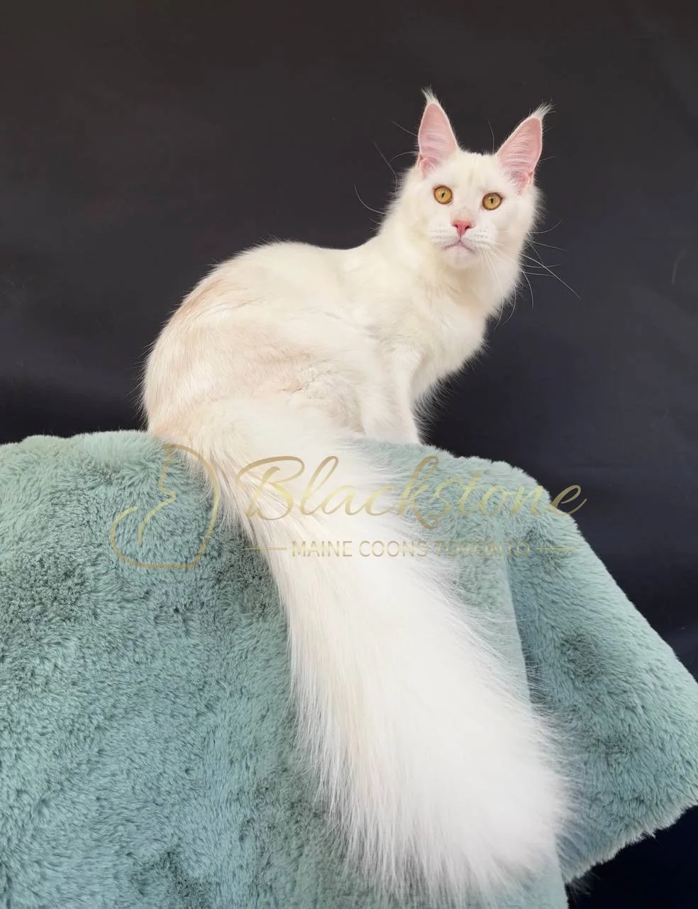 eZy Watermark_27-03-2026_12-22-29-5390PM.JPG