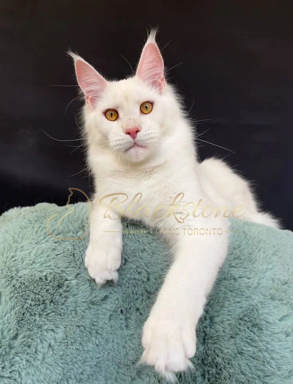 eZy Watermark_27-03-2026_12-22-29-4480PM.JPG