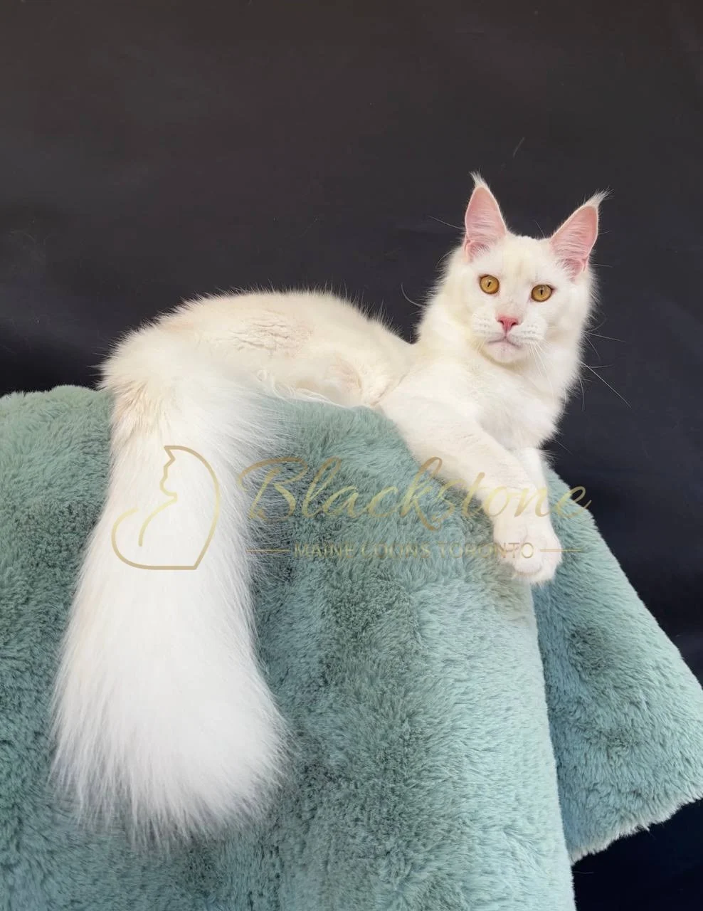 eZy Watermark_27-03-2026_12-22-29-6110PM.JPG