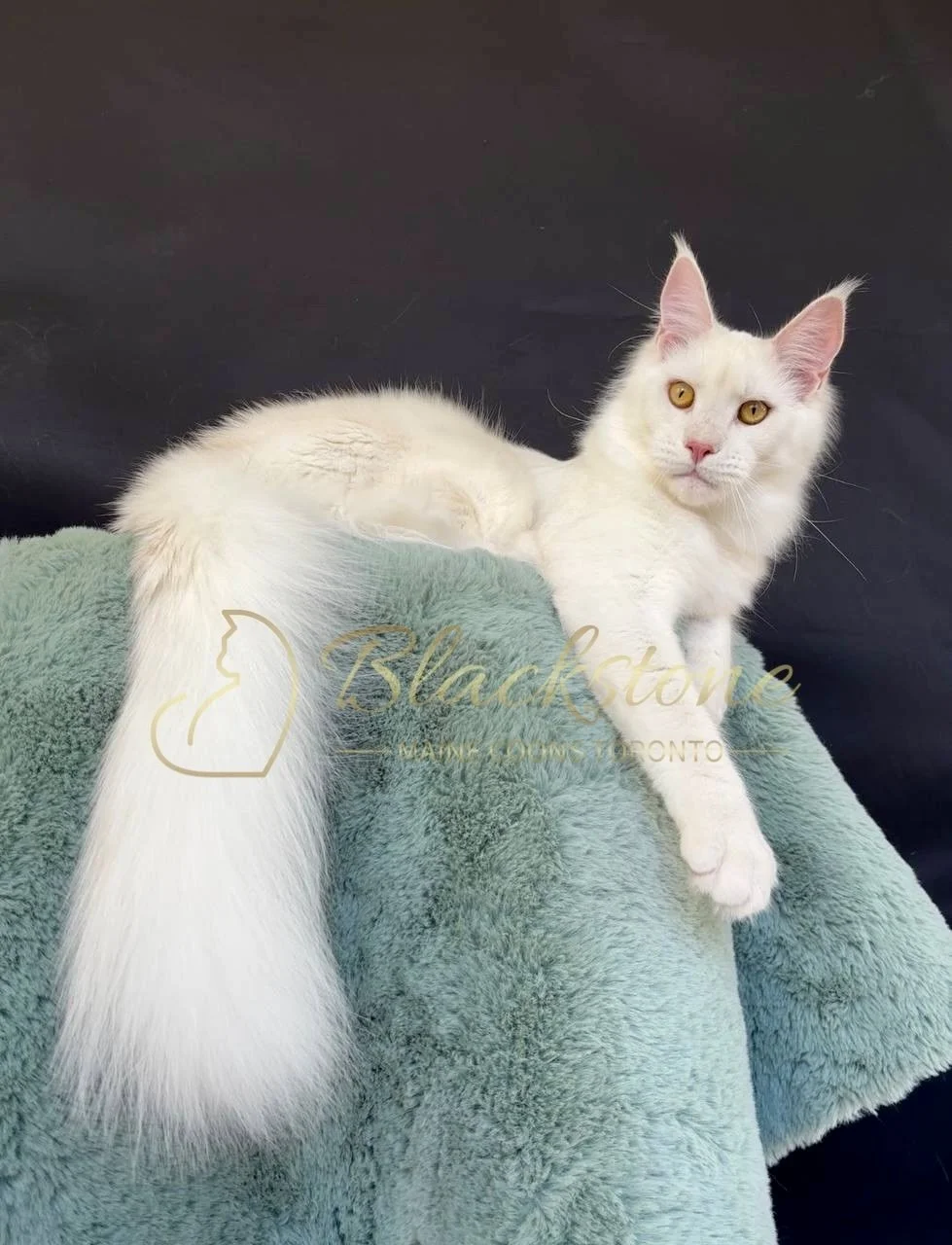 eZy Watermark_27-03-2026_12-22-29-6810PM.jpg