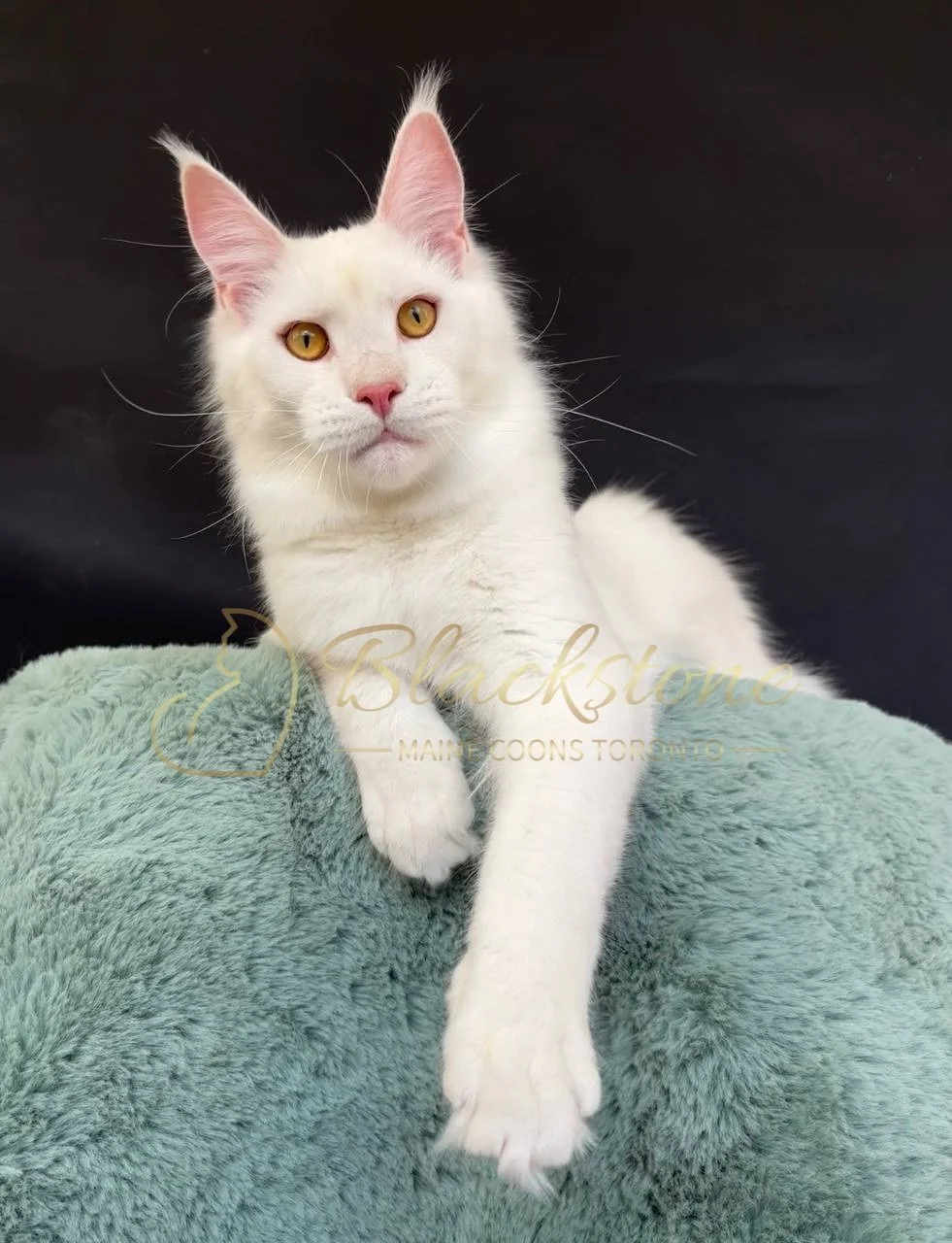 eZy Watermark_27-03-2026_12-22-29-7540PM.JPG