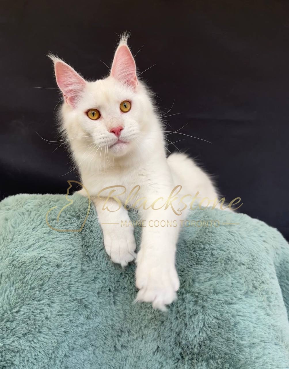 eZy Watermark_27-03-2026_12-22-29-8240PM.JPG