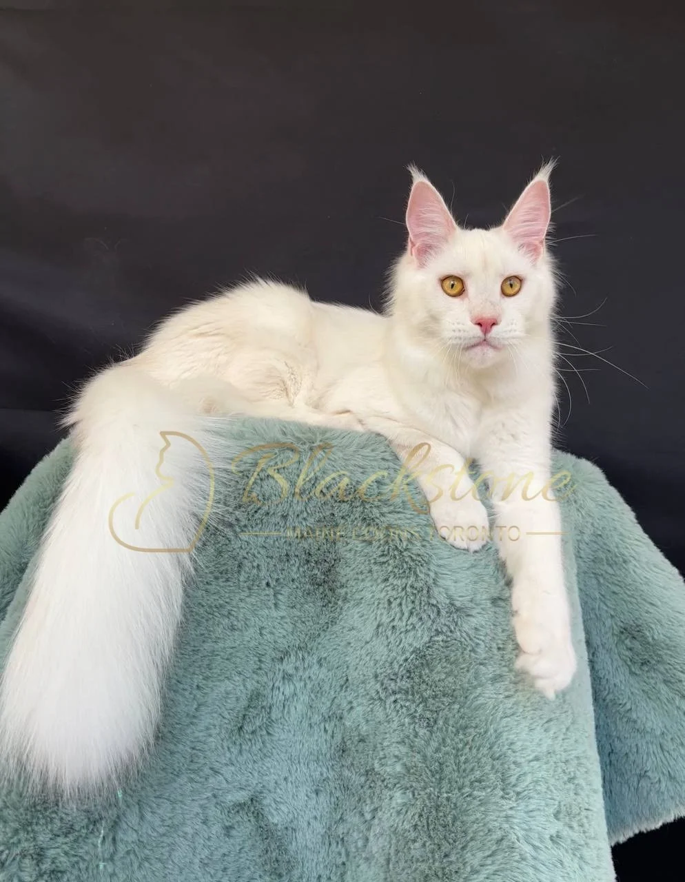 eZy Watermark_27-03-2026_12-22-29-8950PM.JPG