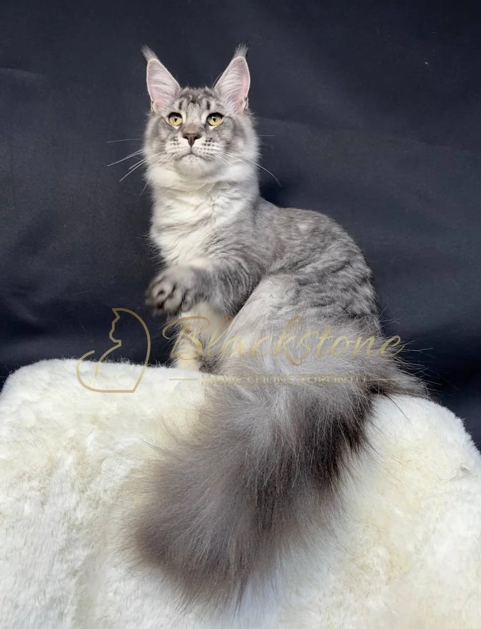 eZy Watermark_29-03-2026_06-18-12-1060PM.JPG