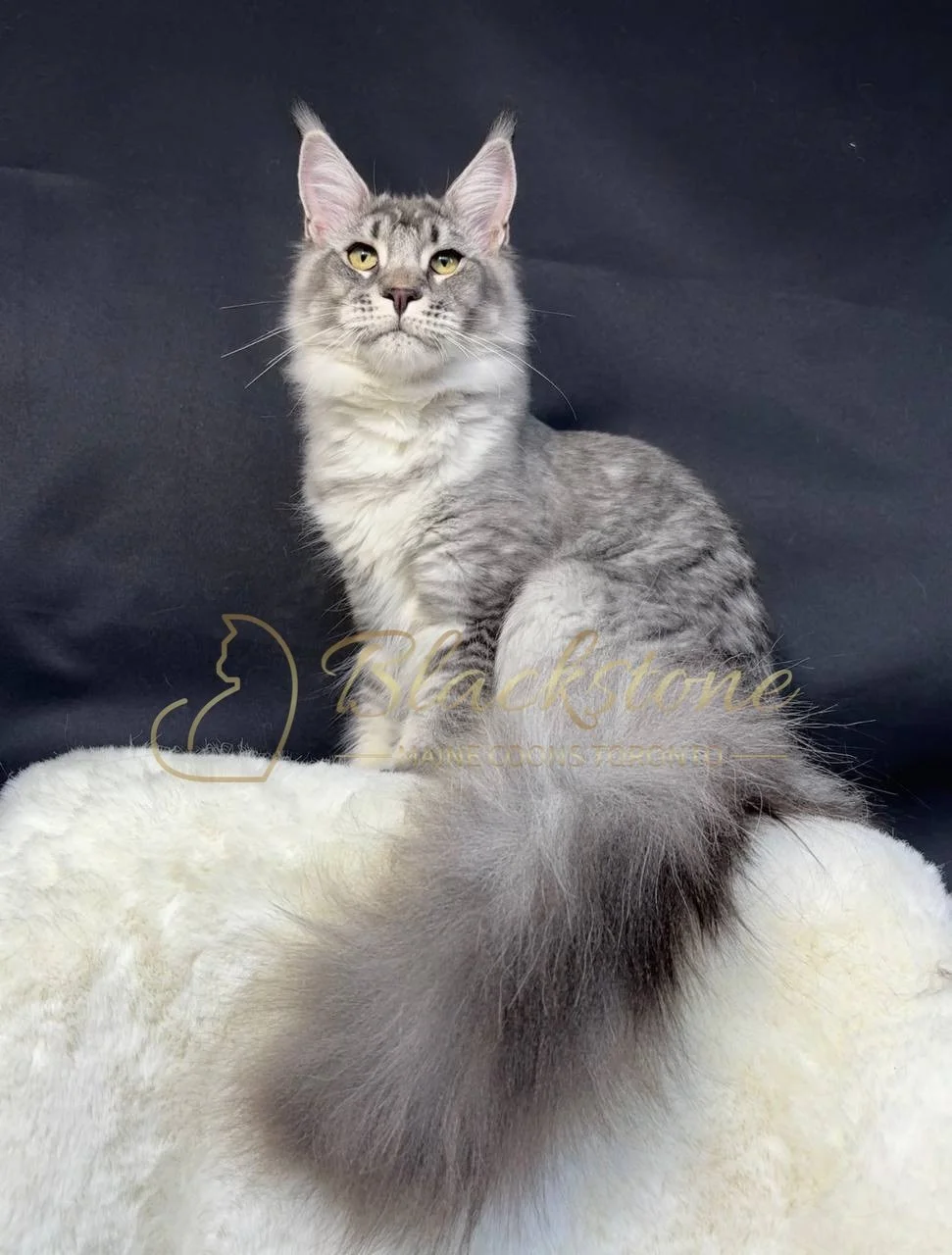 eZy Watermark_29-03-2026_06-18-12-1790PM.JPG