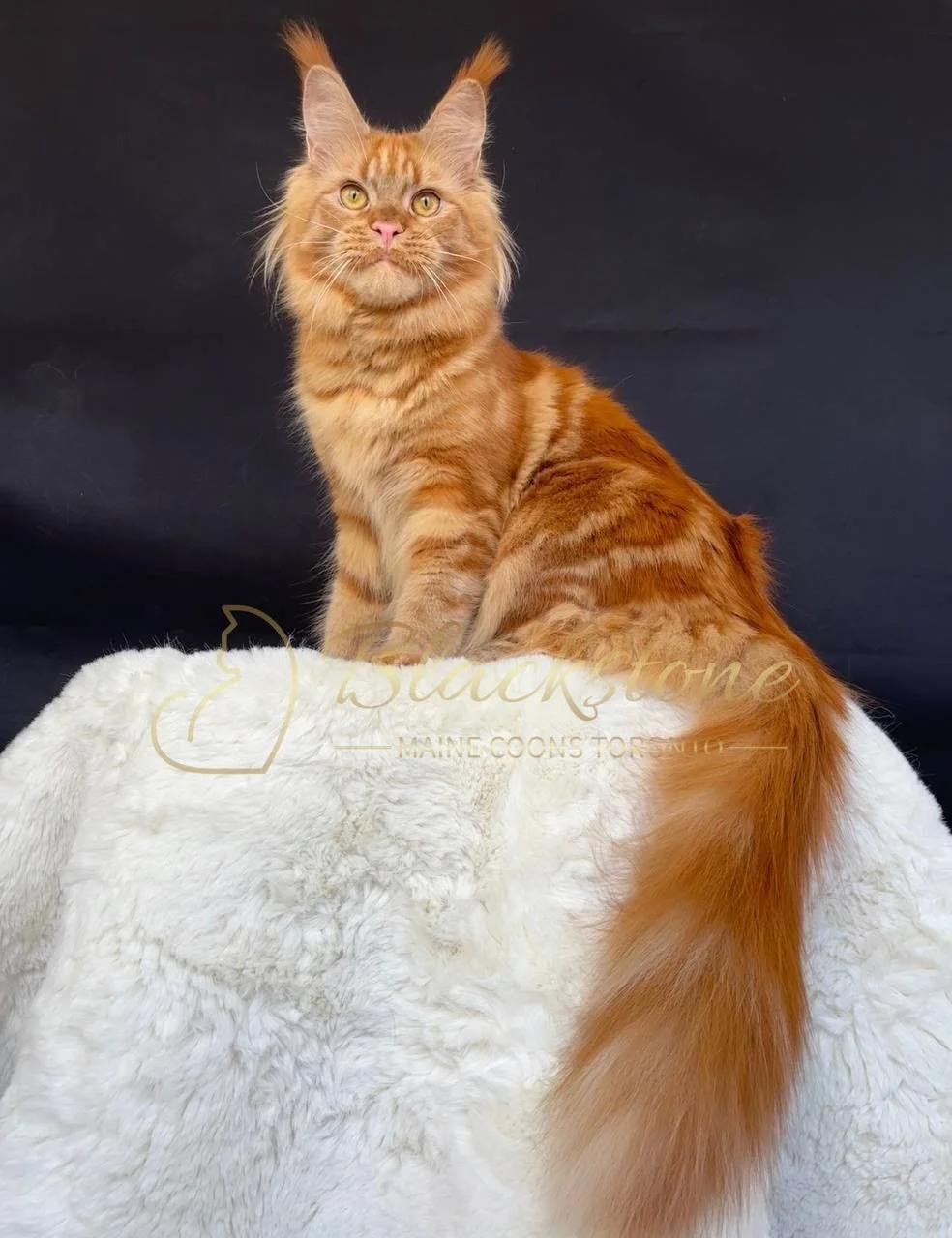 eZy Watermark_27-03-2026_12-28-56-5870PM.JPG