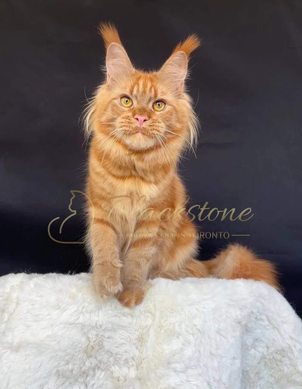 eZy Watermark_27-03-2026_12-28-56-7280PM.JPG