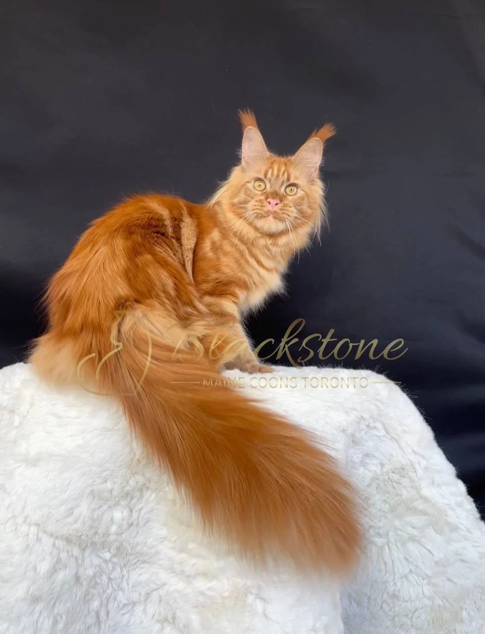 eZy Watermark_27-03-2026_12-28-56-8690PM.JPG