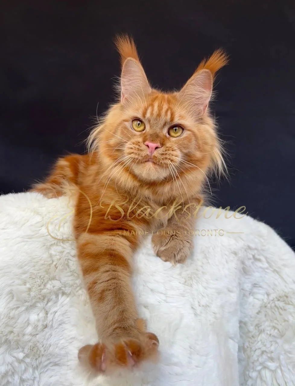 eZy Watermark_27-03-2026_12-28-56-9410PM.JPG