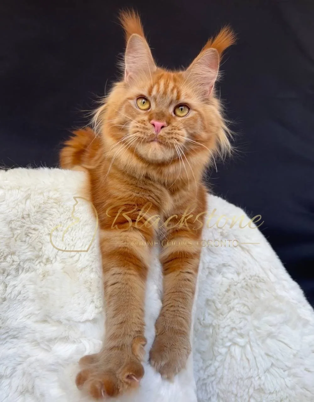 eZy Watermark_27-03-2026_12-28-57-0160PM.JPG