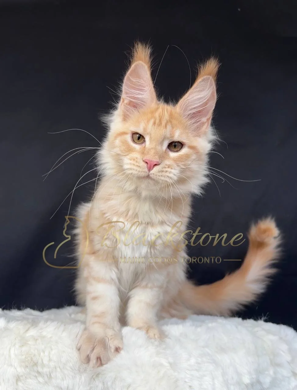 eZy Watermark_29-03-2026_06-29-34-8230PM.JPG