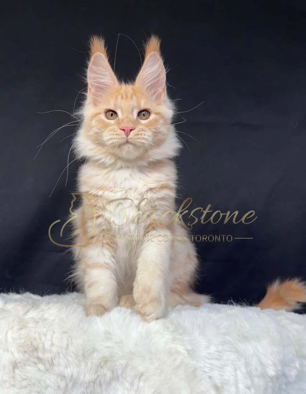 eZy Watermark_29-03-2026_06-29-34-9220PM.JPG