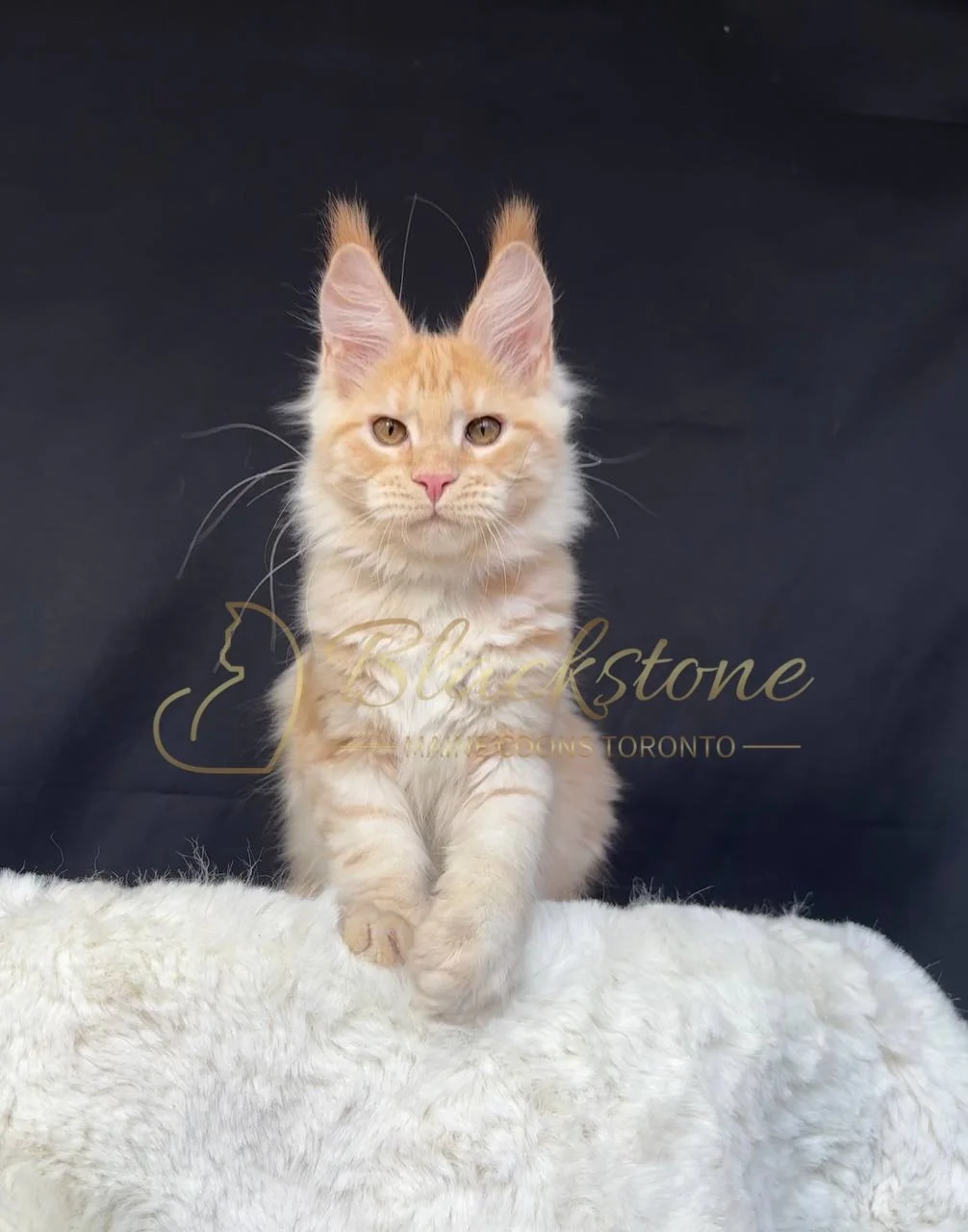 eZy Watermark_29-03-2026_06-29-34-9970PM.JPG