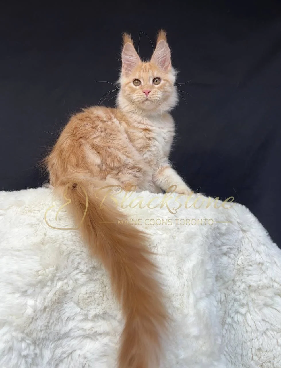 eZy Watermark_29-03-2026_06-29-35-0700PM.JPG